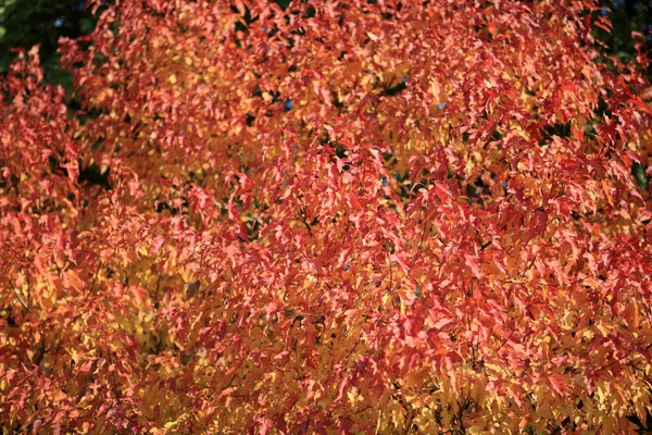 Red and yellow leafs at autumn — Stock Photo, Image