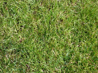 arkaplan için yeşil çimen