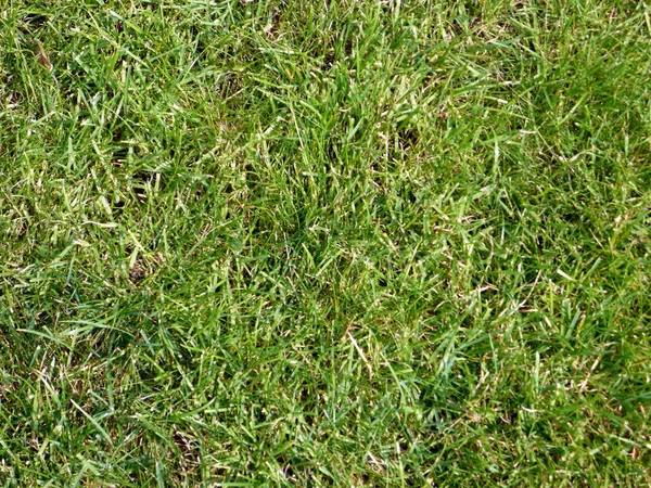 Grönt gräs för bakgrund — Stockfoto