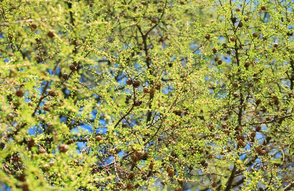 Arbre au printemps par temps sec — Photo