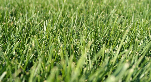 Zielona trawa w suchy dzień — Zdjęcie stockowe