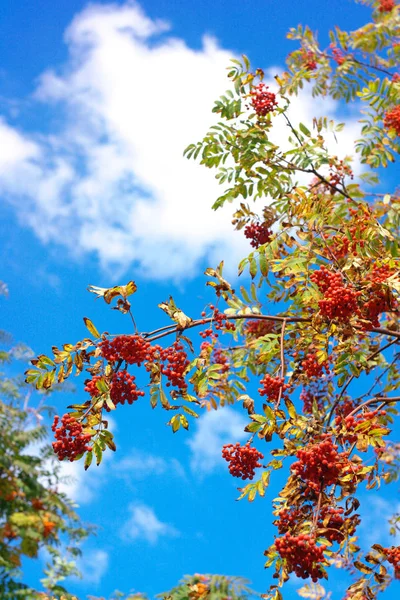 Ashberry at dry sunny day — Stock Photo, Image