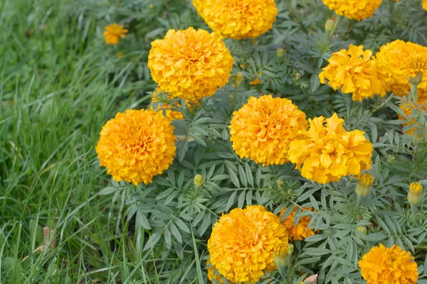 Kuru gün sarı çiçek