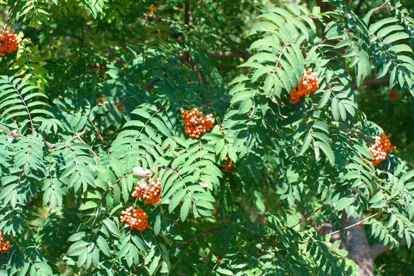 Ashberry v suchém slunečném letním dni — Stock fotografie