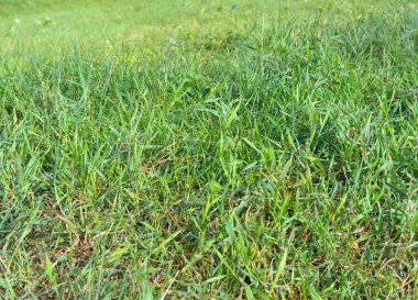 Kuru gün yeşil çimen