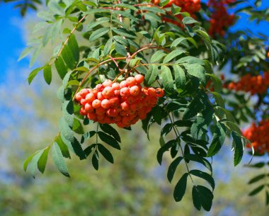 Kuru ve güneşli yaz gününde Ashberry