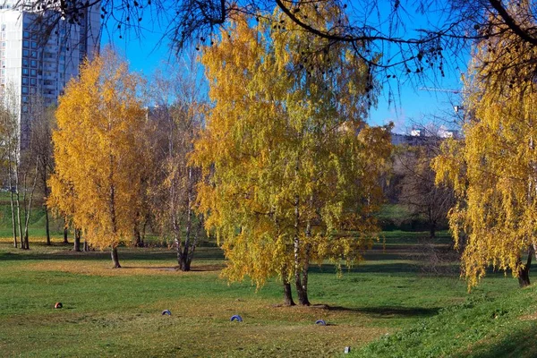 Sonbahar gününde huş ağacı — Stok fotoğraf