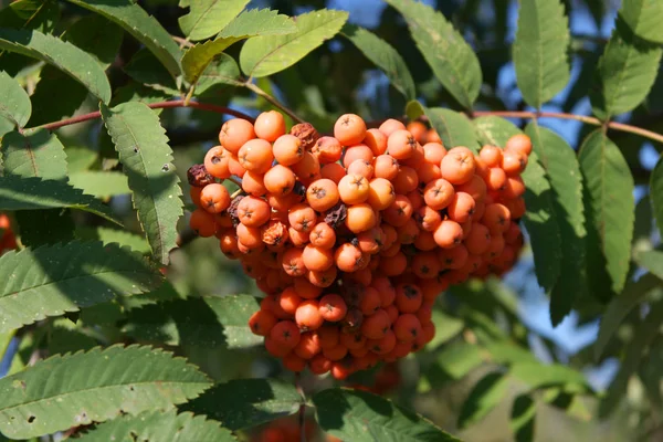 Ashberry at dry sunny day — Stock Photo, Image