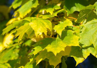 Ağaçtaki sarı akçaağaç yaprakları