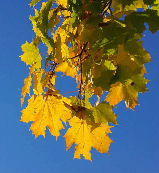 Gelbe Ahornblätter am Baum — Stockfoto