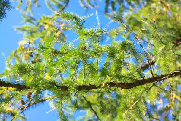 Fir tree at dry day — Stock Photo, Image