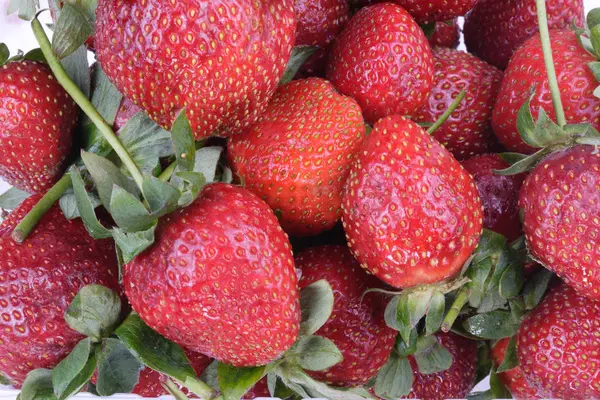 Viele rohe rote Erdbeeren — Stockfoto