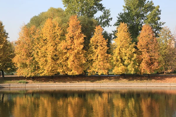 Şehir parkı altın yağmuru — Stok fotoğraf