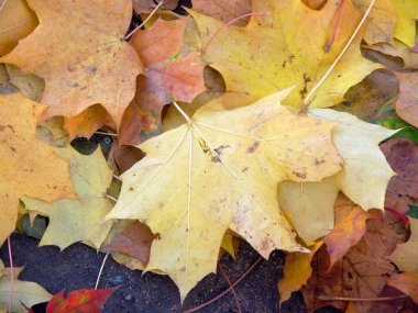 yeryüzünde Maple leafs