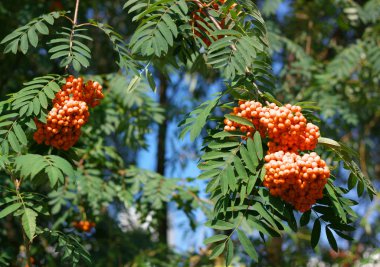 Kuru ve güneşli bir günde Ashberry