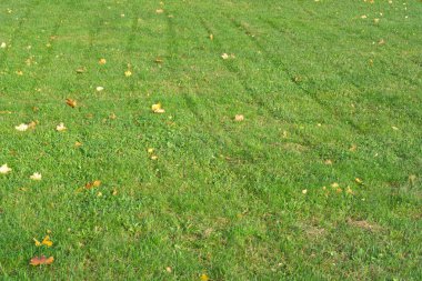 Sarı akçaağaç çimenlerin üzerinde yapraklar