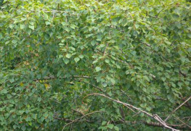 Kuru gün yeşil yapraklar