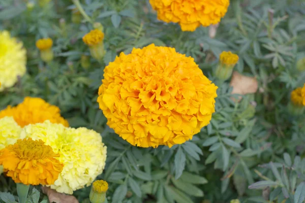 Flores amarillas en día seco — Foto de Stock