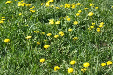 karahindiba bahar kuru gün