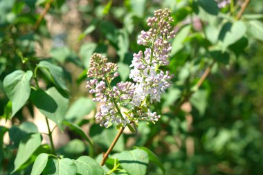 Leylak bahar kuru gün
