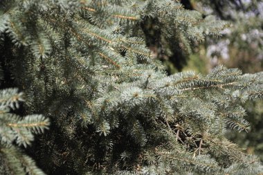 Kuru gün köknar ağacı