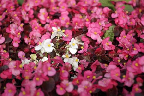 Pequenas flores vermelhas no dia seco — Fotografia de Stock