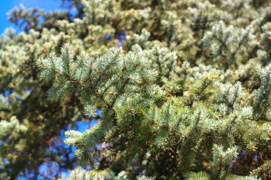 Kuru gün köknar ağacı