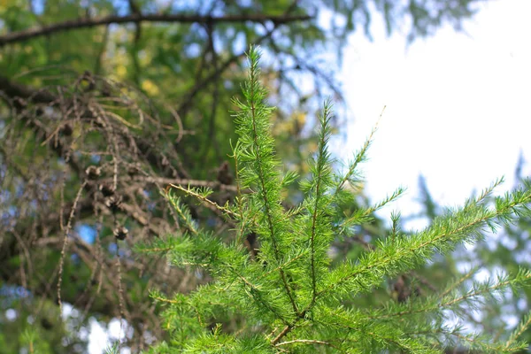 Fir tree at dry day — Stock Photo, Image