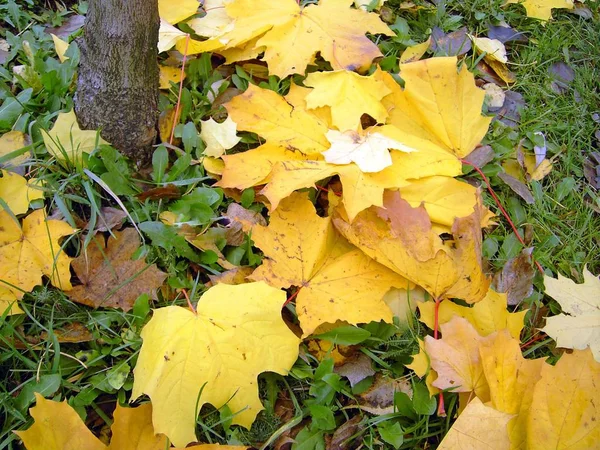 Folhas amarelas na terra — Fotografia de Stock