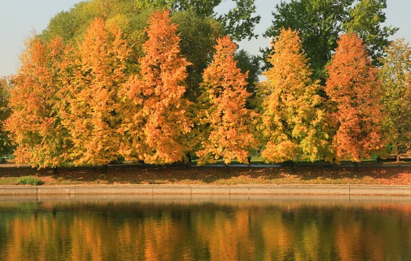 Şehir parkı altın yağmuru — Stok fotoğraf