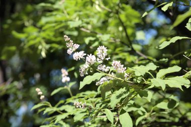 Baharda leylak kuru güneşli bir günde