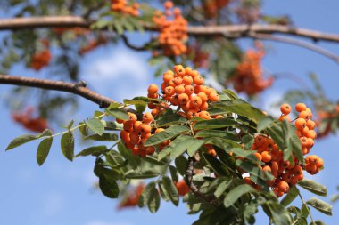 Kuru ve güneşli bir günde Ashberry