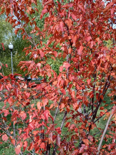 Hojas de roble rojo en otoño — Foto de Stock