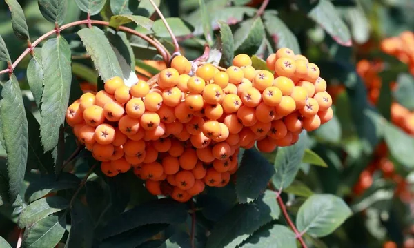 Ashberry à la journée sèche ensoleillée — Photo