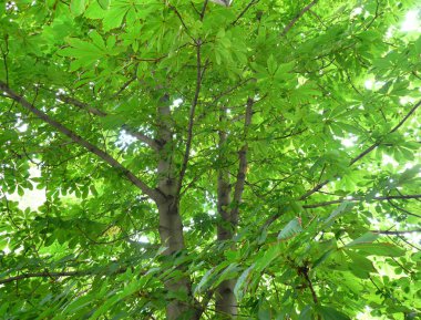 gün kestane yapraklar