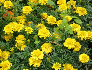 Bir gün sarı çiçek