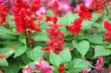 gün kırmızı küçük çiçekler