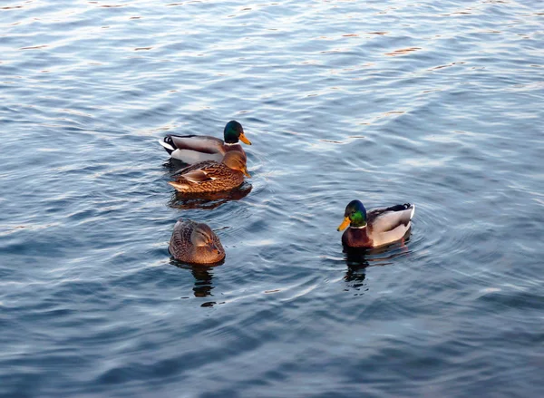 Enten am Tag auf dem Wasser — Stockfoto