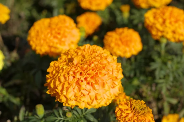 Flores amarelas durante o dia — Fotografia de Stock