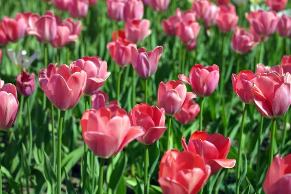 Tulipe rouge au printemps — Photo