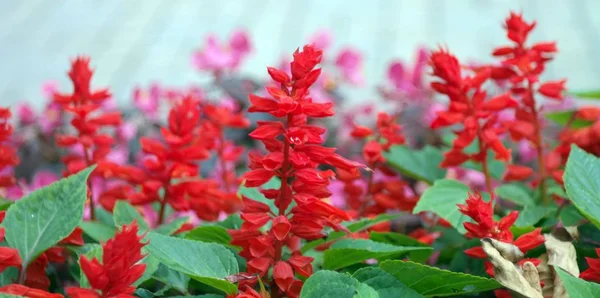 Piccoli fiori rossi di giorno — Foto Stock