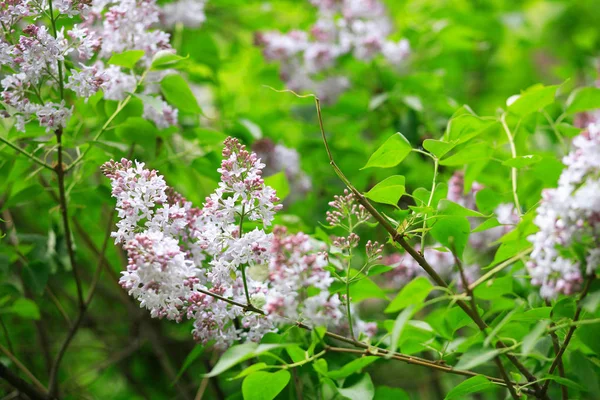 Lilac at spring day — Stock Photo, Image