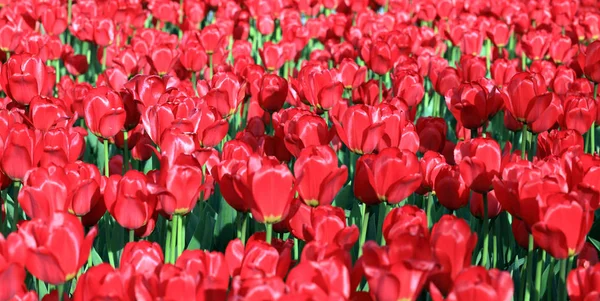 Tulipa vermelha na primavera — Fotografia de Stock