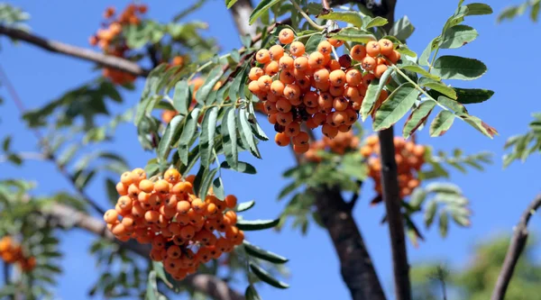 Ashberry met bladeren op een hemelachtergrond, september — Stockfoto