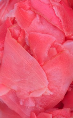 Gündüz pembe zencefil