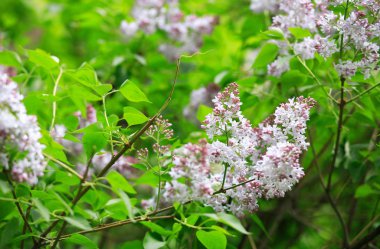 Bahar gününde leylak rengi
