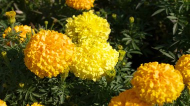 Bir gün sarı çiçek