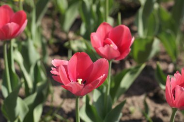 Baharda Kırmızı Lale