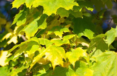 Ağaçtaki sarı akçaağaç yaprakları