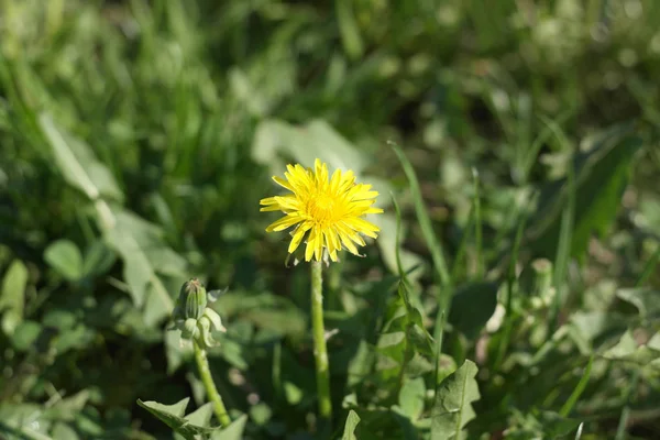 Dandelion at Spring day — Stock Photo, Image